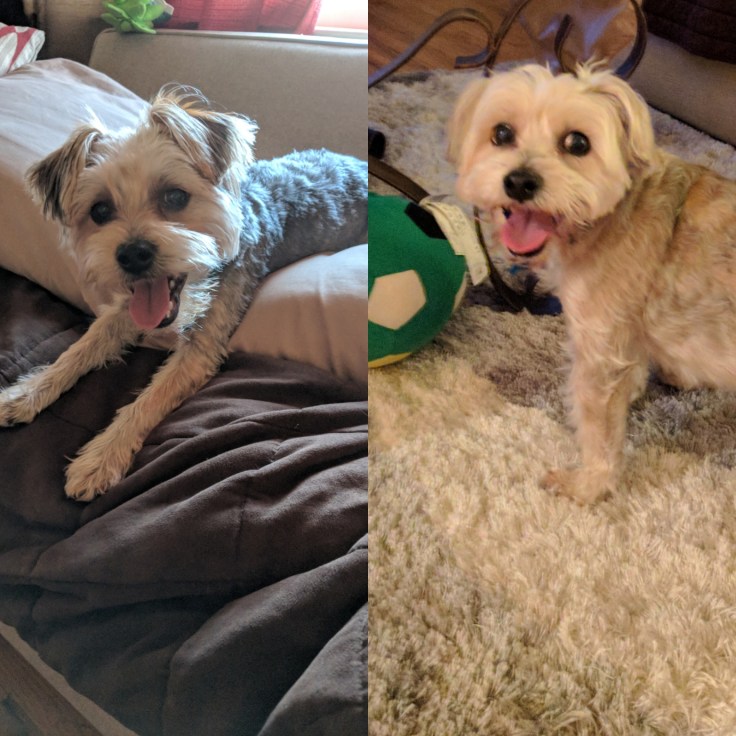 my awesome dogs that continue to help me stay fit.