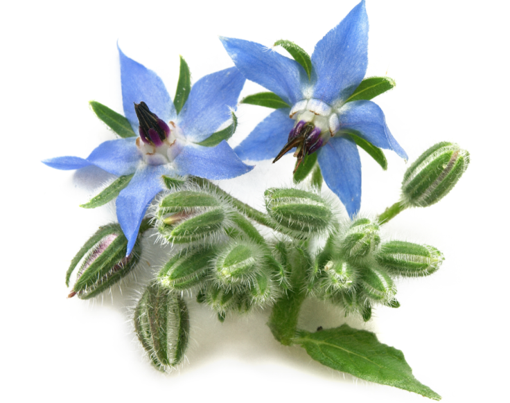 borage oil supplements for skin health