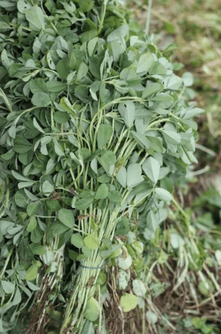 Fenugreek leaves.. Harvested for nutrients&nbsp;