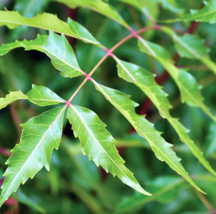 Neem leaves ..A great source of nutrients!