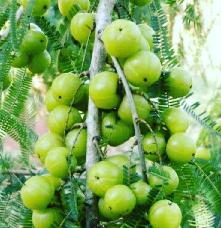 Amla-- looks like grapes but tastes completely different