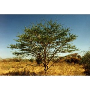 Gum Arabic tree, pic from online