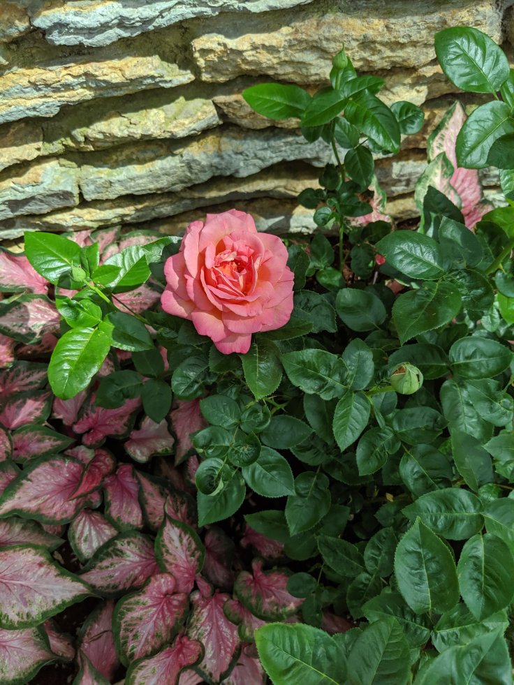 A rose for&nbsp;you