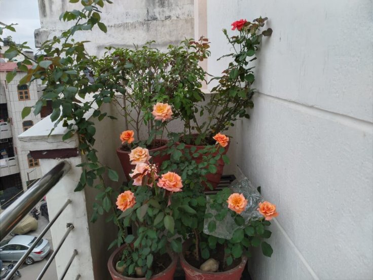 What’s in your backyard that may alter your&nbsp;mood?