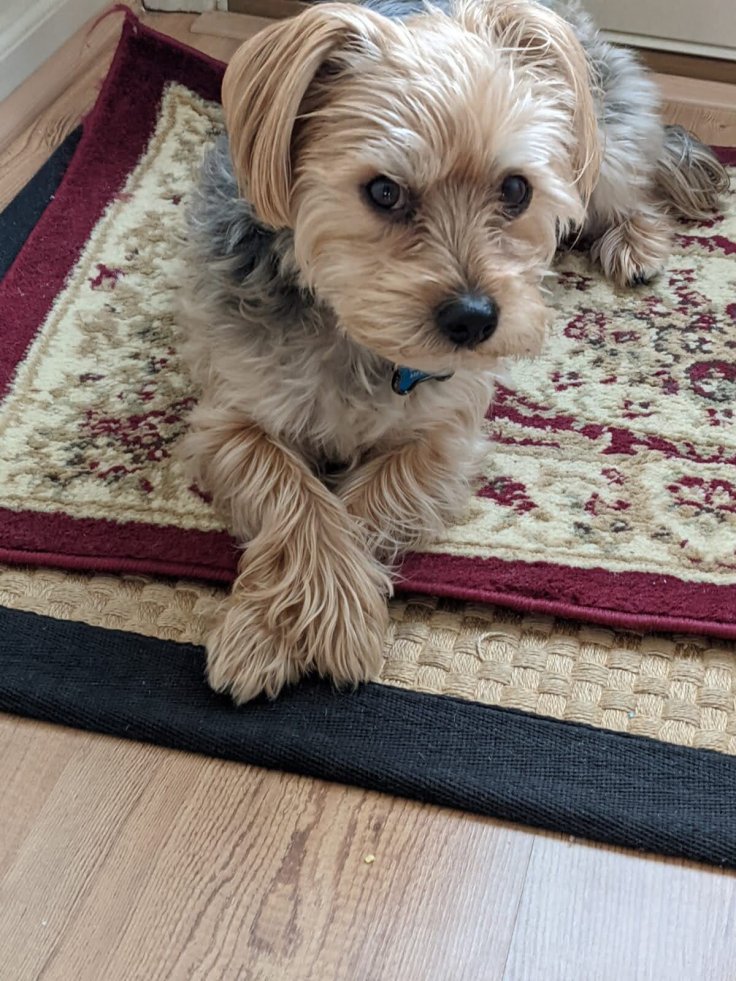 Dog food recall