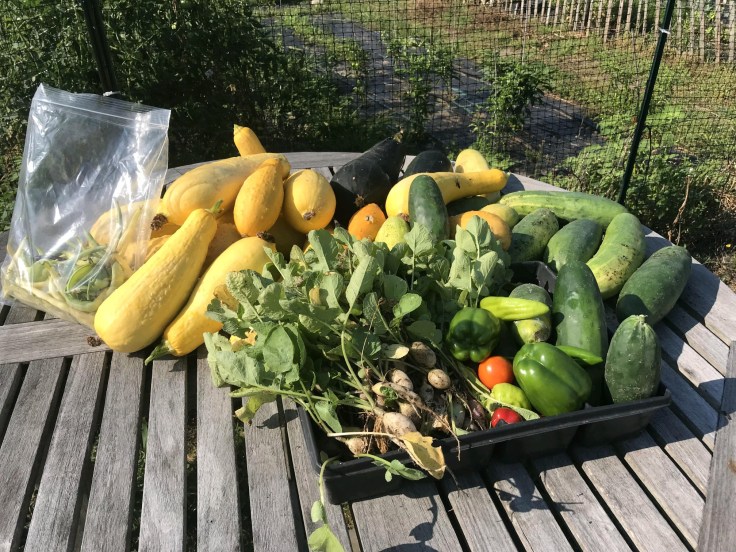 Grow your food