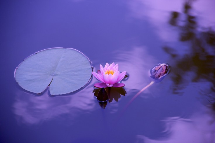 Do you meditate or should&nbsp;you?