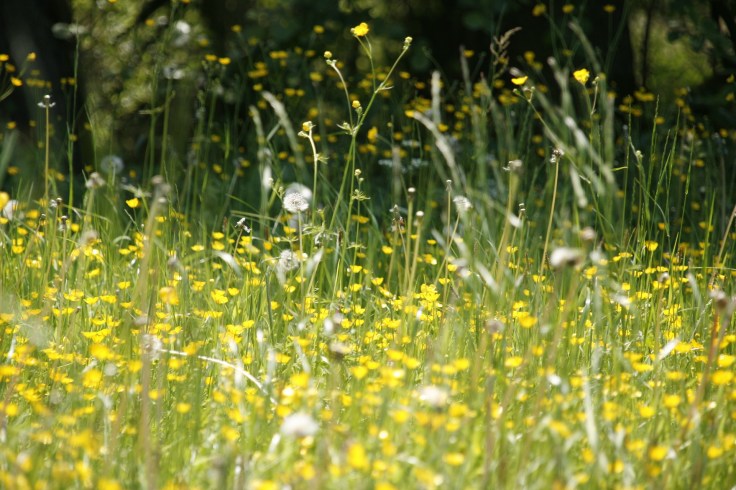 It’s time-Spring Allergies are&nbsp;here!