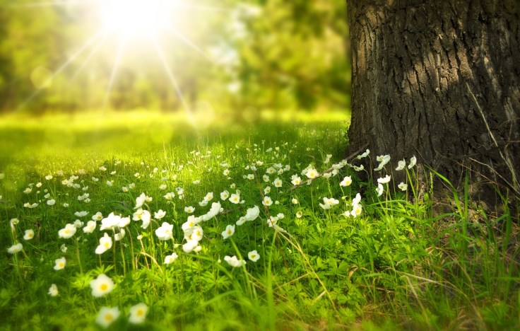 Barefoot walking on&nbsp;grass