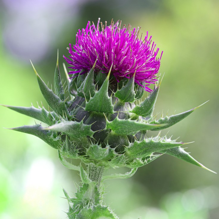 Why milk thistle?