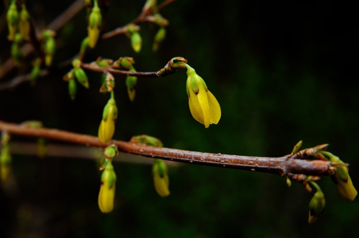 Berberine vs Green&nbsp;Tea